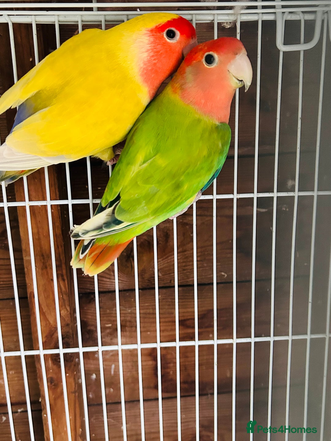 Lovebirds birds for sale: Beautiful breeding pair of lovebirds  - Image 2