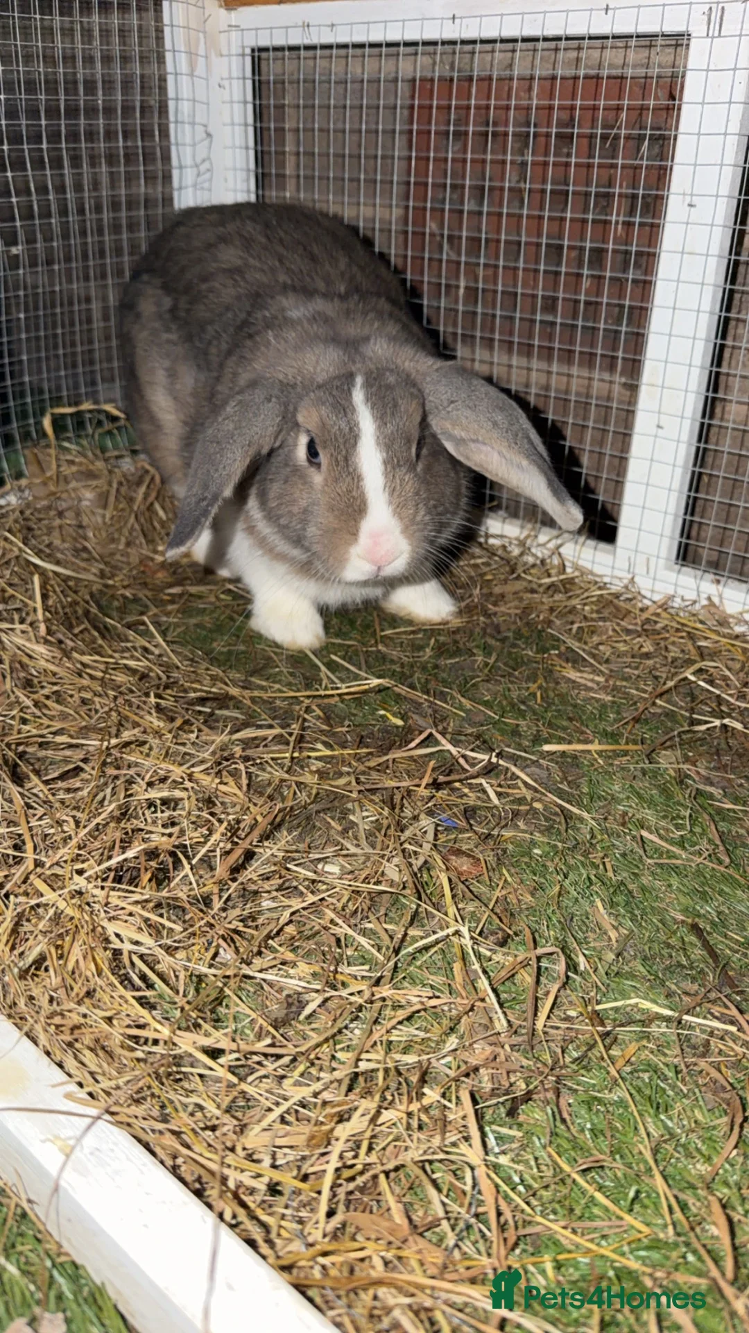 Mini Lop rabbits for sale: Nice 6 month old buck  - Advert 2