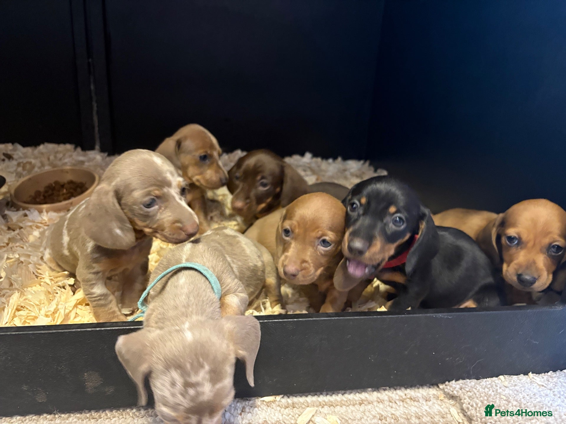 Miniature Dachshund dogs 7 miniature dachshunds available  - Advert 12