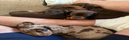 Dachshund dogs for sale: Smooth Dachshund Pups - Dapple & Brown/Tan - Devon - Advert 11