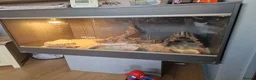 Bearded Dragon reptiles for sale: Male 14 month old bearded dragon with setup  in Nottingham - Advert 9