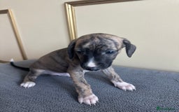 Whippet dogs for sale: Stunning whippet pups - Image 8