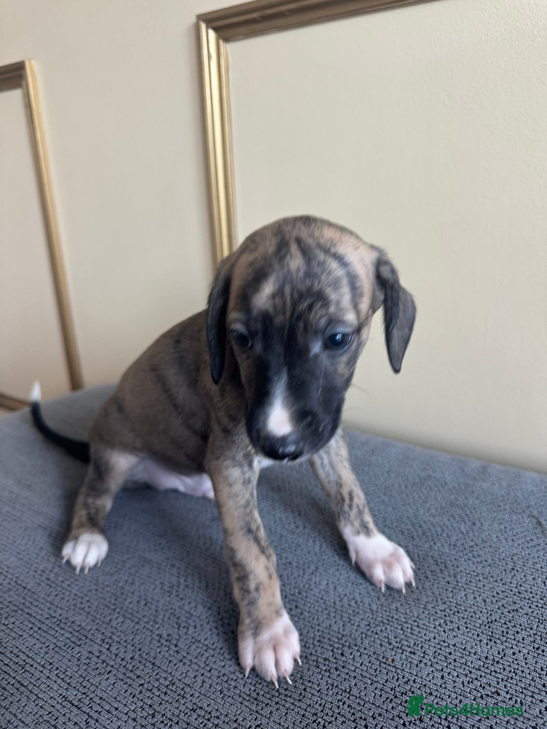 Whippet dogs for sale: Stunning whippet pups - Image 8