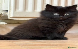 Ragdoll cats for sale: Longhair ragdoll kittens  - Advert 3