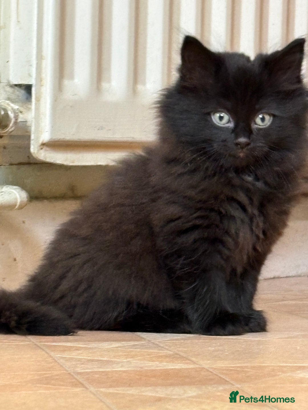 Ragdoll cats for sale: Longhair ragdoll kittens  - Advert 3