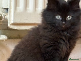 Ragdoll cats Longhair ragdoll kittens - Advert 4