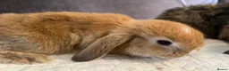 Mini Lop rabbits for sale: Mixed mini lops - Advert 5