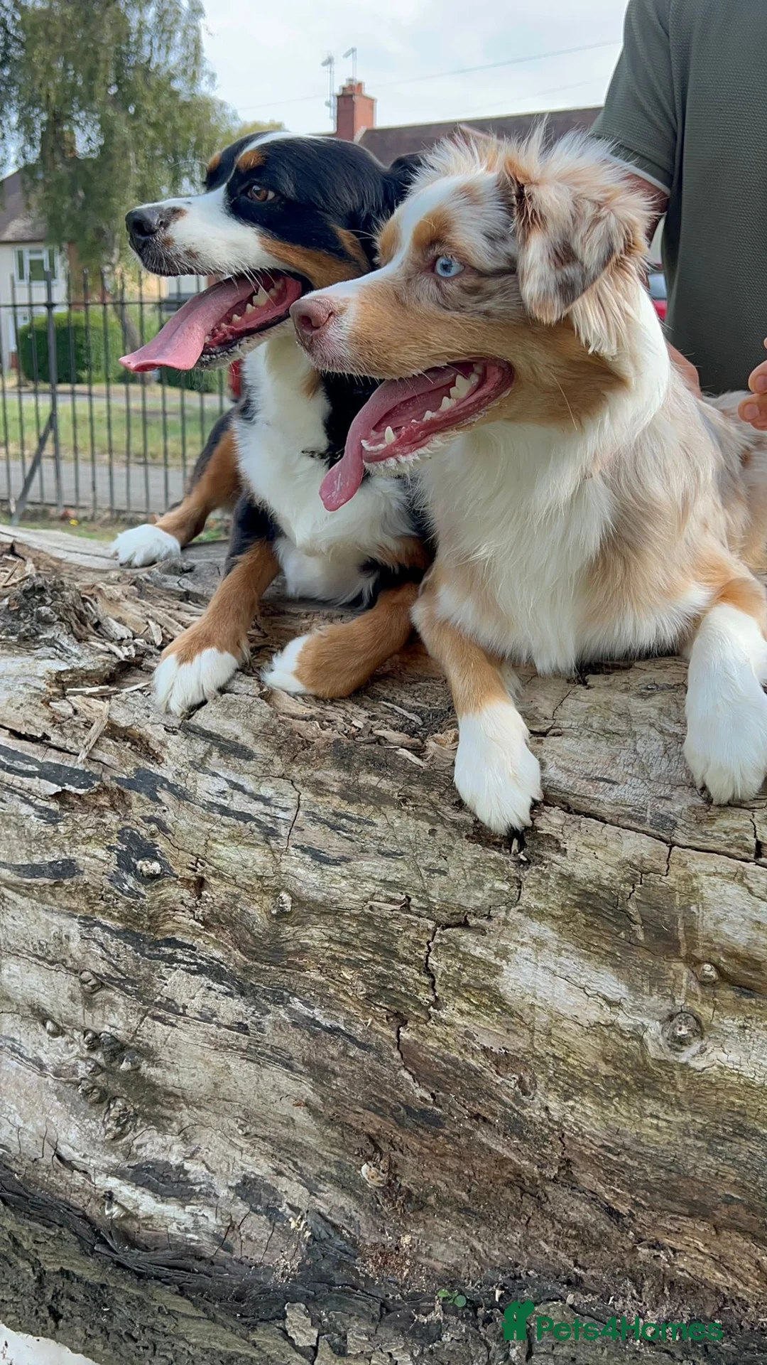 Miniature American Shepherd dogs for sale: Mini American Puppies DUE DATE 13/05/26 - Advert 12