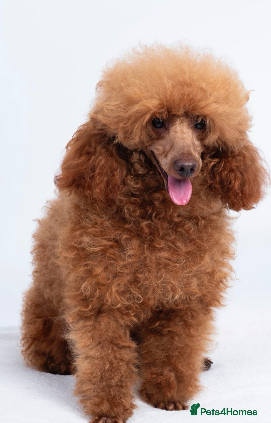 Toy Poodle dogs for sale: 2 TINY BOYS LEFT kc registered deep red toy poodle - Advert 10