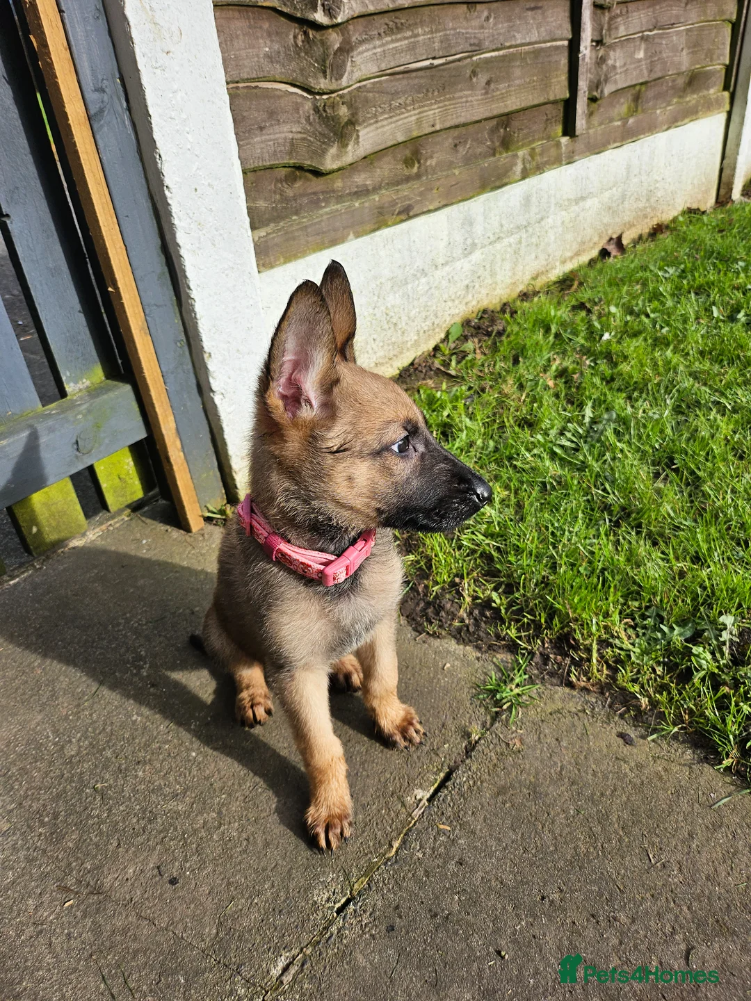 Mixed Breed dogs for sale: Belgian malinois in Warrington - Advert 1