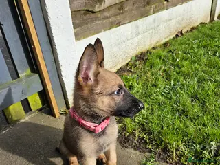 Mixed Breed dogs Belgian malinois - Advert 7
