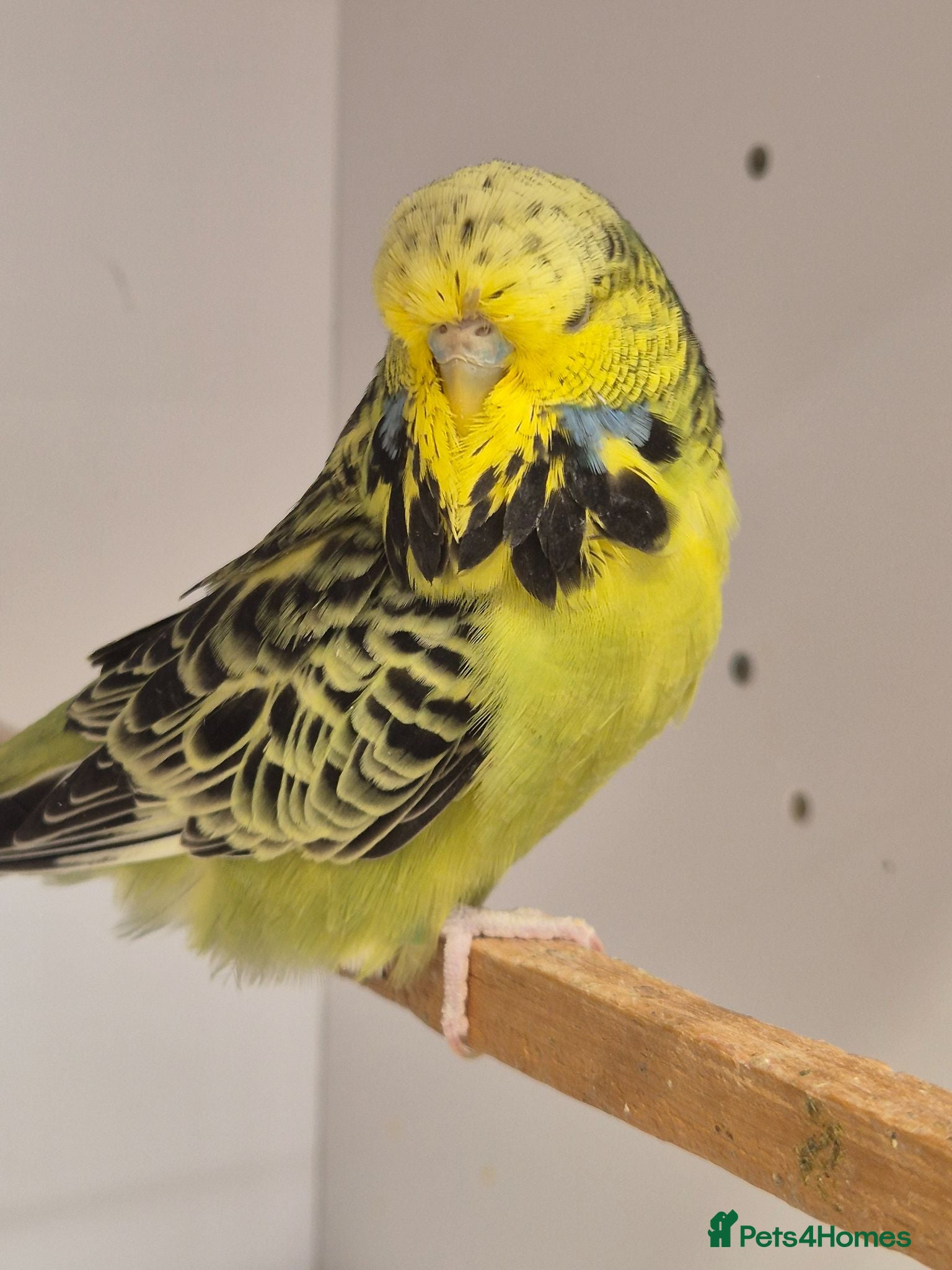 Budgerigars birds Hens variety colors - Advert 2
