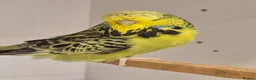 Budgerigars birds for sale: Hens variety colors - Advert 2