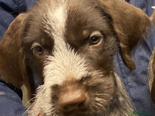 German Wirehaired Pointer dogs 5 Star Registered Breeder litter of GWP puppies - Advert 3