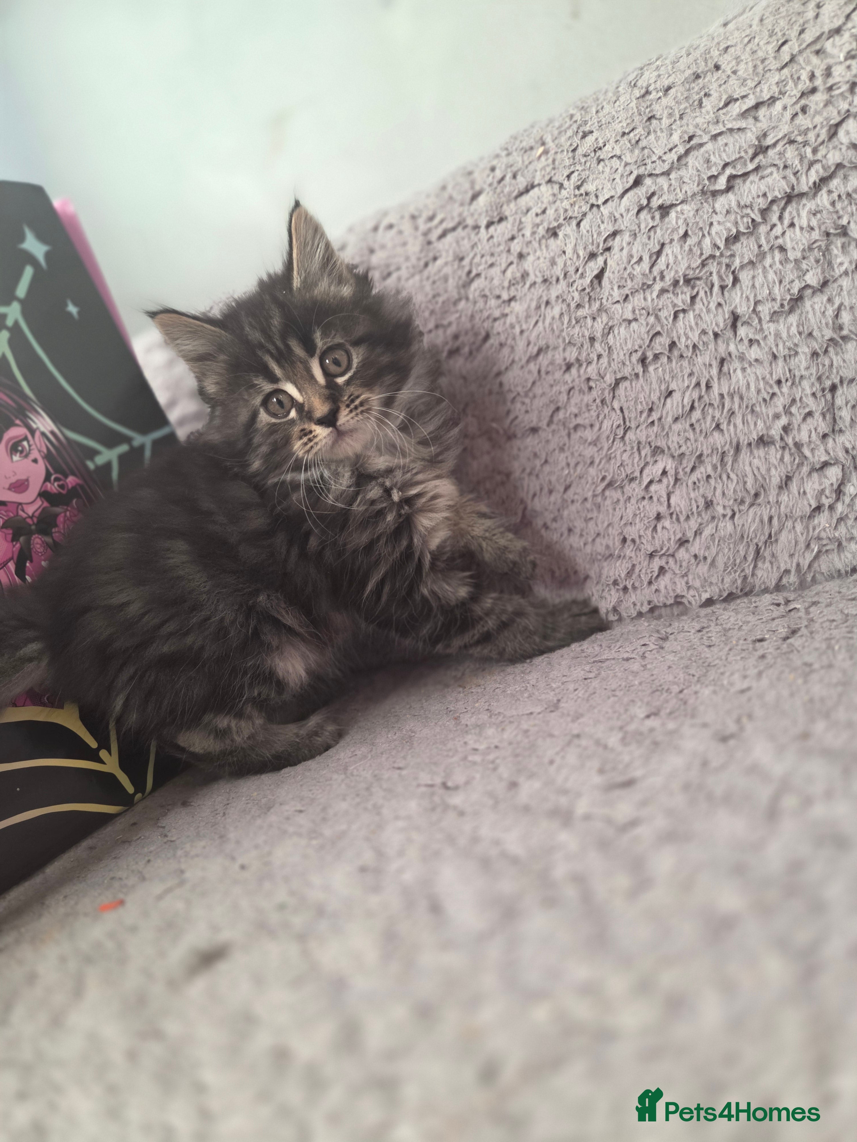 Maine Coon cats TICA registered MaineCoons 😸  - Advert 18