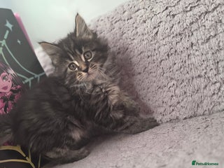 Maine Coon cats TICA registered MaineCoons 😸 - Advert 18