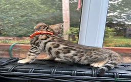 Bengal cats for sale: ❤️ PURE BENGAL KITTENS FOR RESERVATION! ❤️ in Birmingham - Image 28