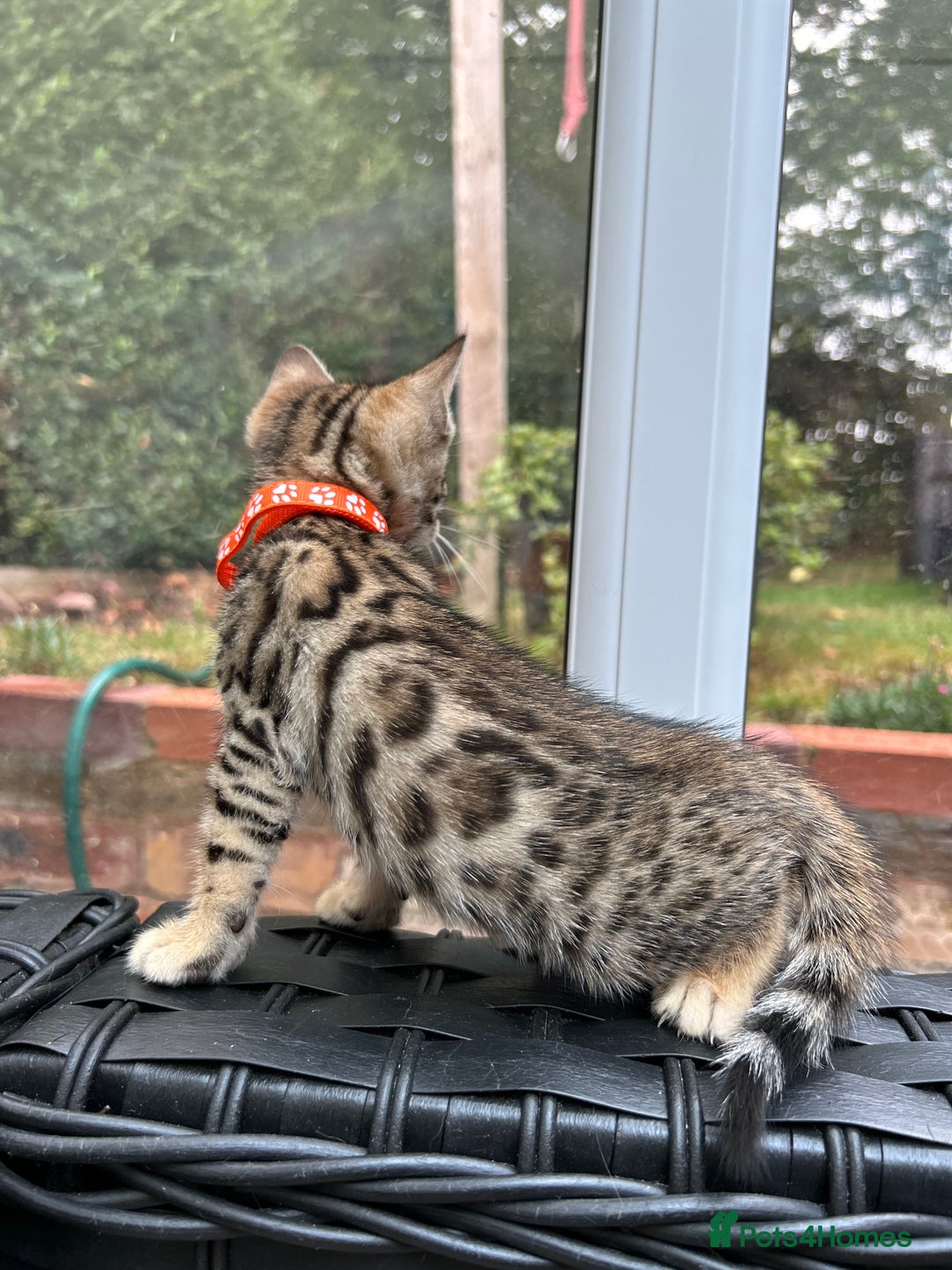 Bengal cats for sale: ❤️ PURE BENGAL KITTENS FOR RESERVATION! ❤️ in Birmingham - Image 28