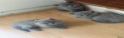 British Shorthair cats for sale: British short hair x chinchilla Persian kittens - Advert 2