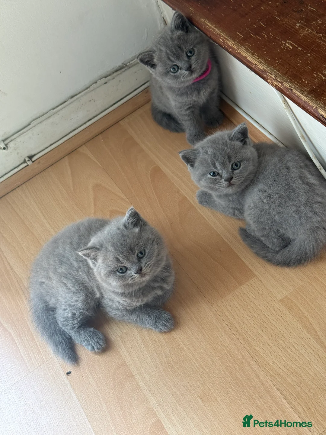 British Shorthair cats for sale: British short hair x chinchilla Persian kittens - Advert 2