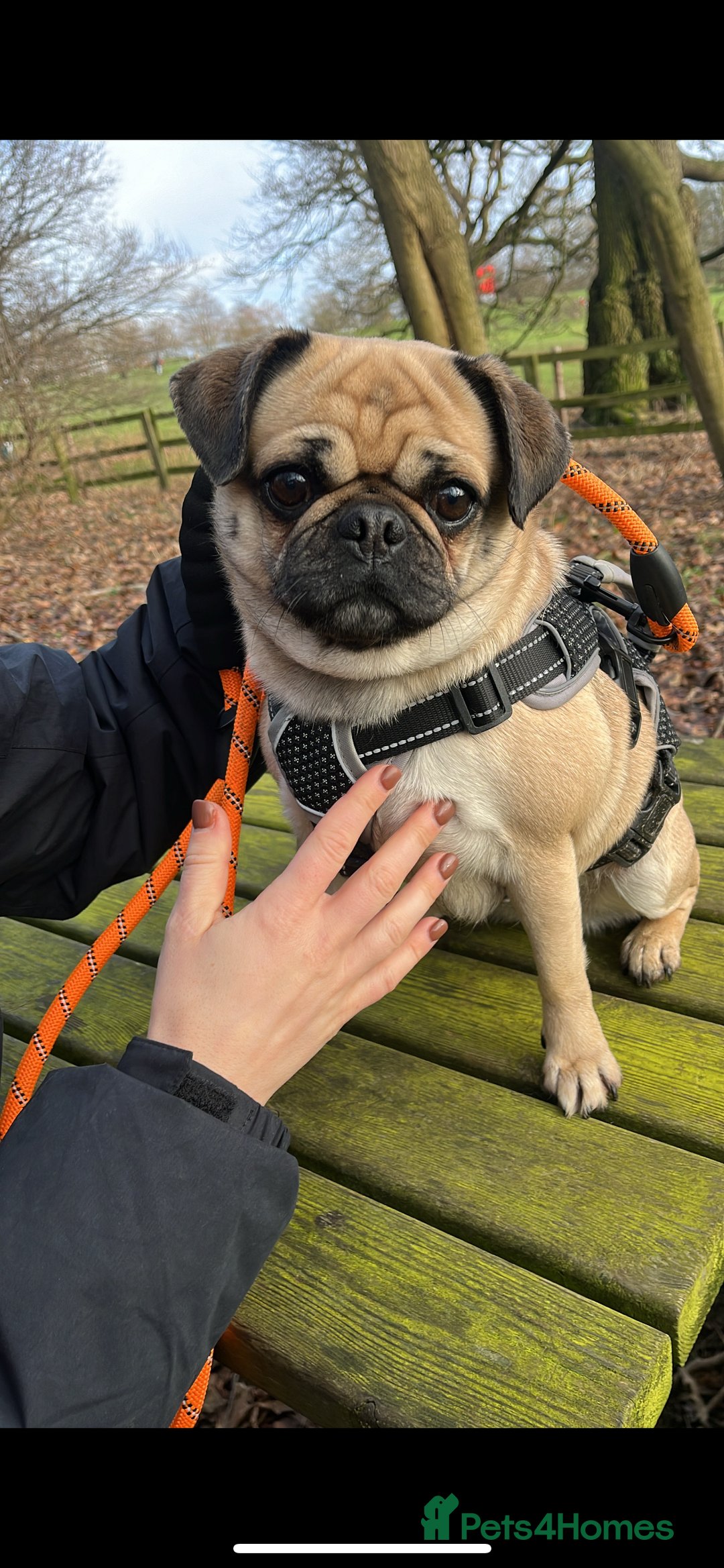 Pug dogs for sale: 5 year old Pug looking for a forever family  - Image 1