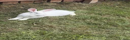New Zealand rabbits for sale: Female white New Zealand - Advert 2