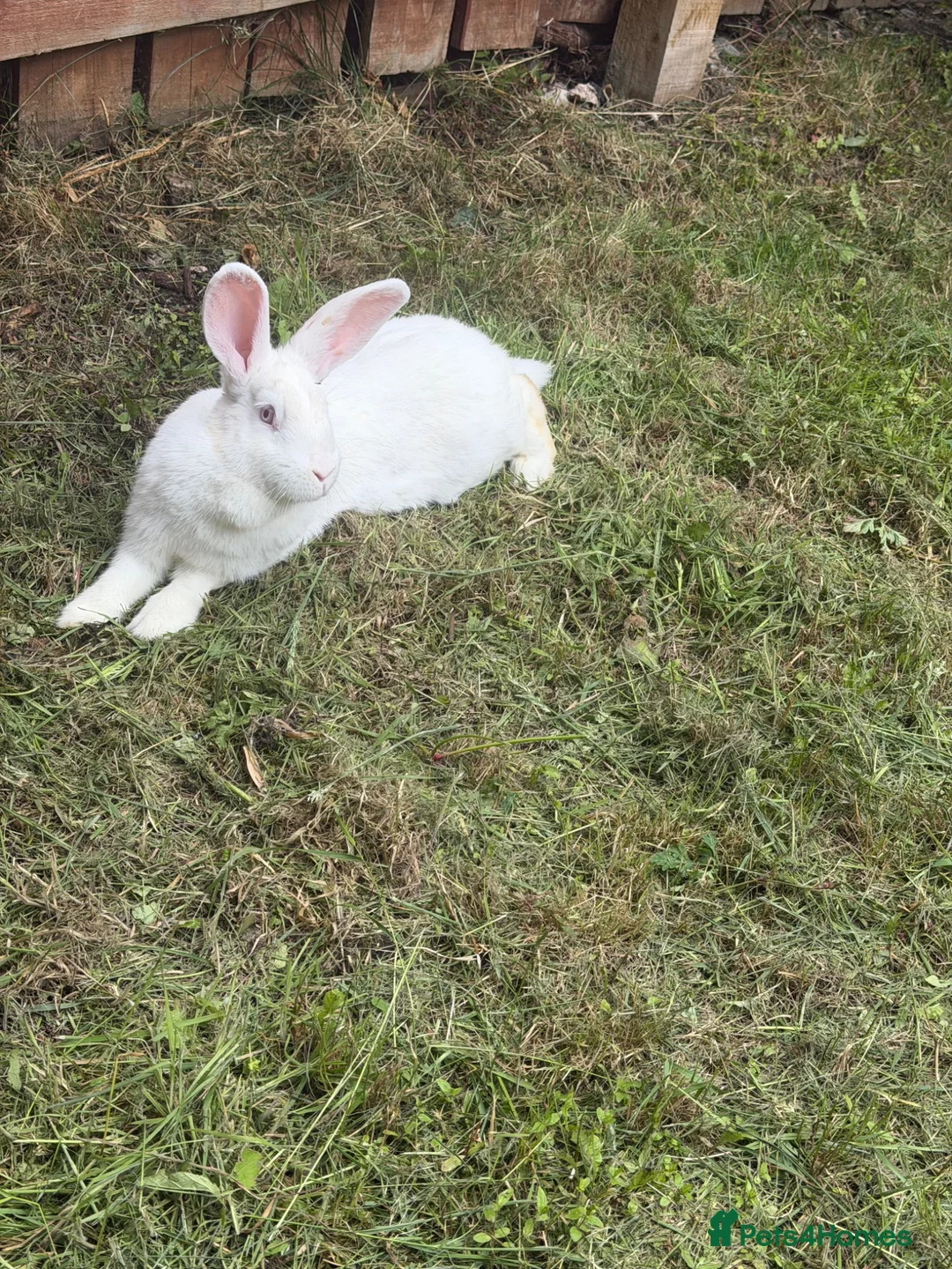 New Zealand rabbits for sale: Female white New Zealand - Advert 2