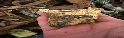 Millipedes invertebrates for sale: Bumblebee millipedes for sale  - Advert 7