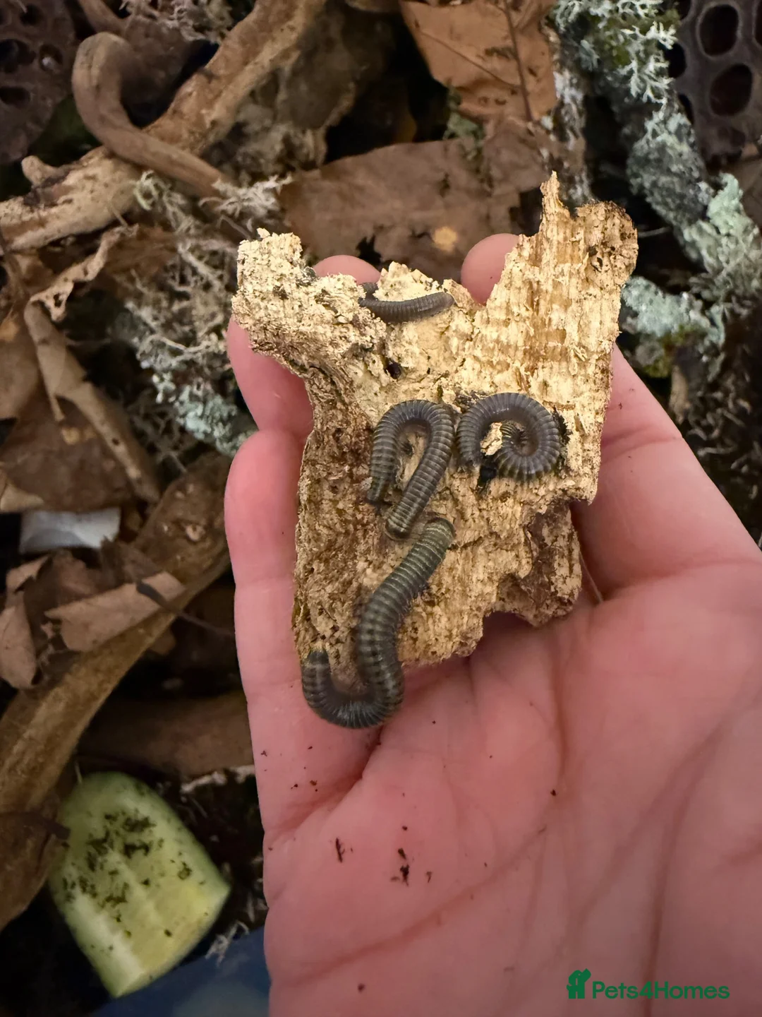 Millipedes invertebrates for sale: Bumblebee millipedes for sale  - Advert 7