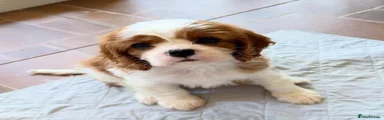 Cavalier King Charles Spaniel 2