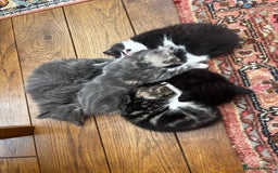 Mixed Breed cats for sale: Beautiful grey fluffy kitten  - Image 3