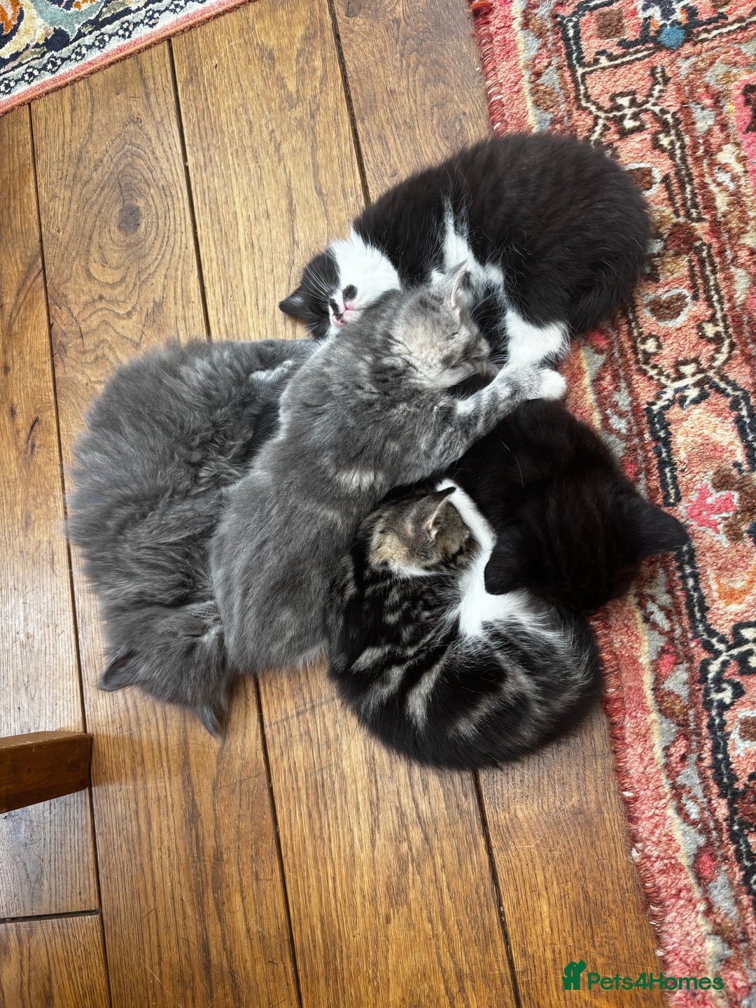 Mixed Breed cats for sale: Beautiful grey fluffy kitten  - Image 3