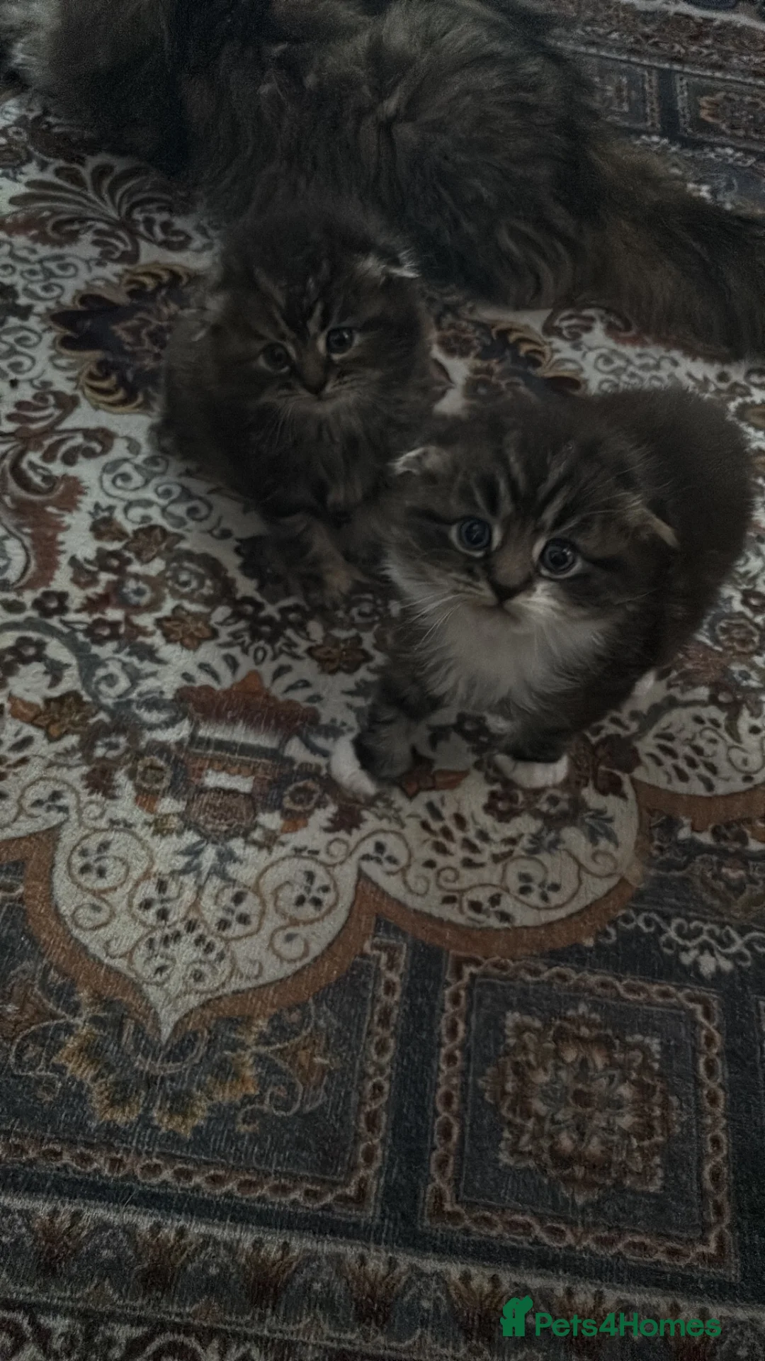 Scottish Fold cats for sale: Scotish fold long hair in London - Advert 8