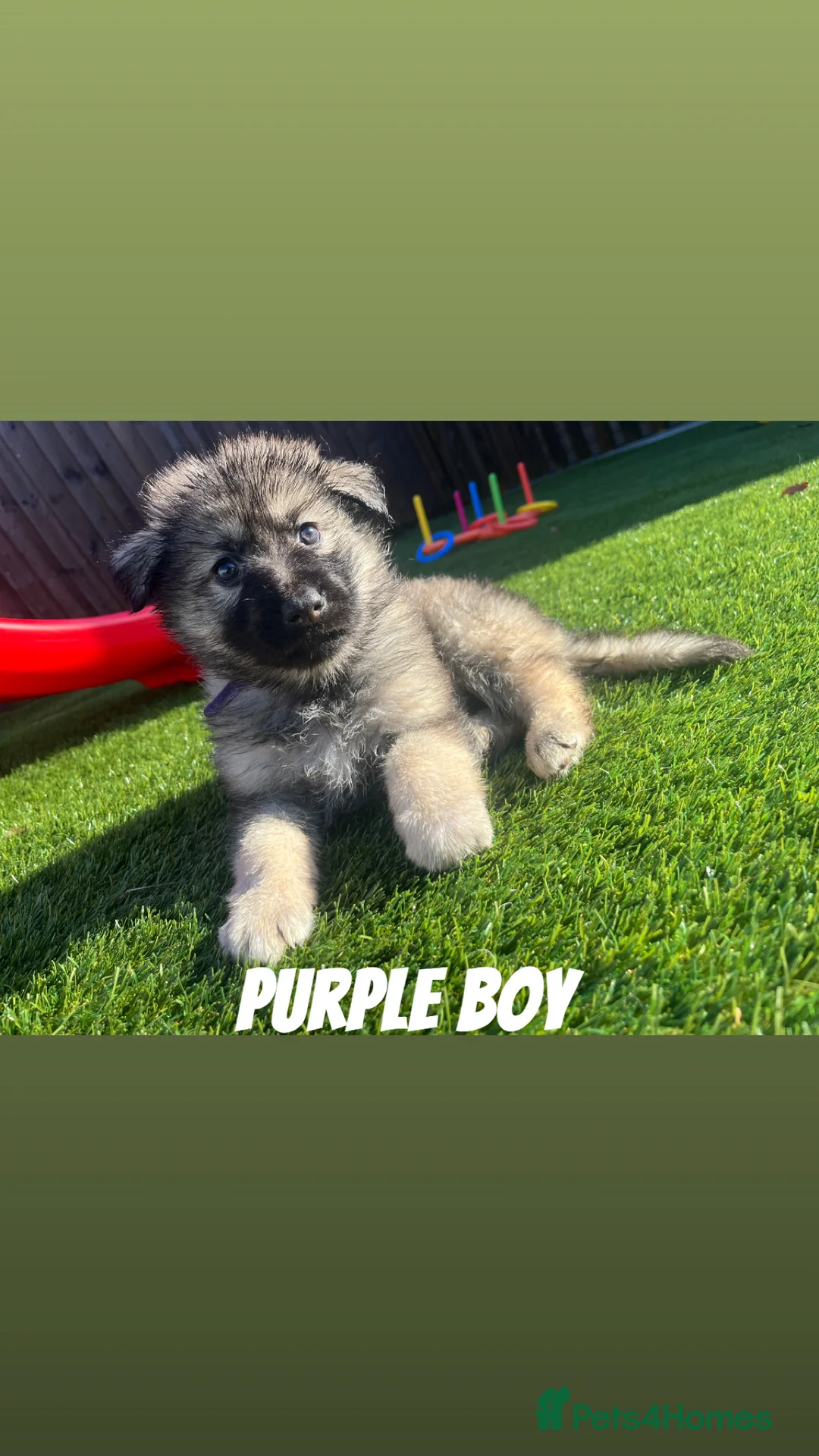 German Shepherd dogs for sale: Beautiful KC Reg Straight Back German Shepherds🐾 - Advert 8