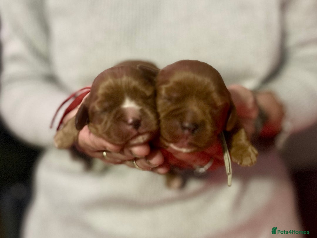 Cavalier King Charles Spaniel dogs for sale: 5 beautiful CKCS ❤️ - Advert 9