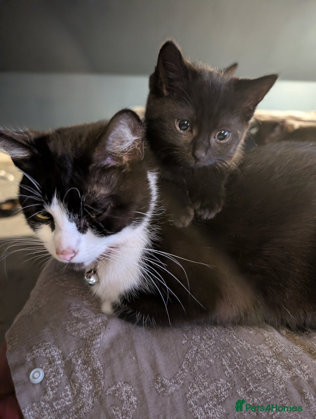 British Shorthair cats for sale: 2 black female cats  - Advert 6