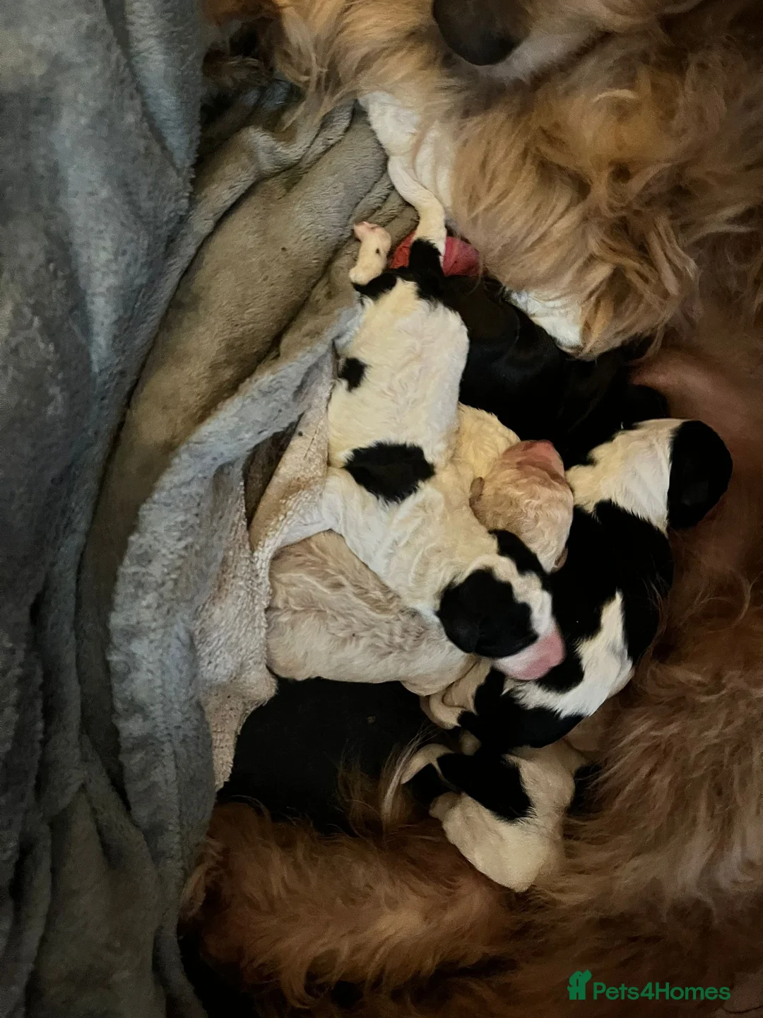 Standard Poodle dogs for stud: K.C Registered Standard poodle in Nottingham - Advert 8