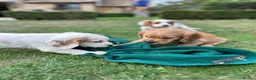 Cocker Spaniel dogs for sale: Working cocker spaniel puppies for sale  - Advert 4