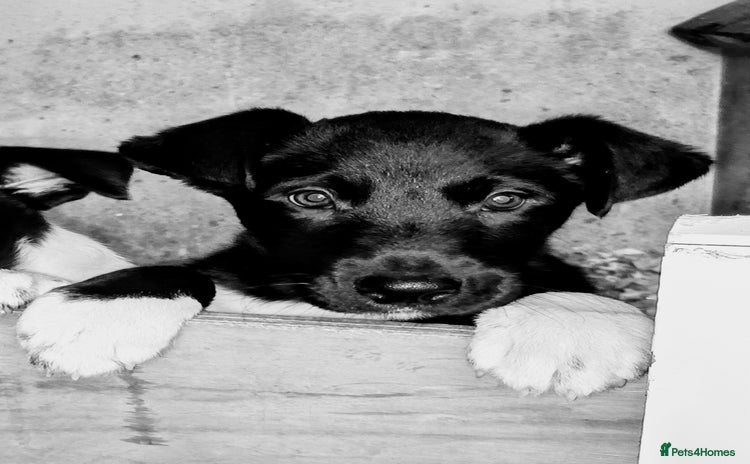 Border Collie dogs - Advert 1