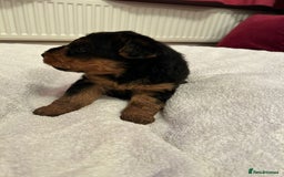 Welsh Terrier dogs for sale: Stunning Health Tested KC Reg Welshie Puppies - Advert 17