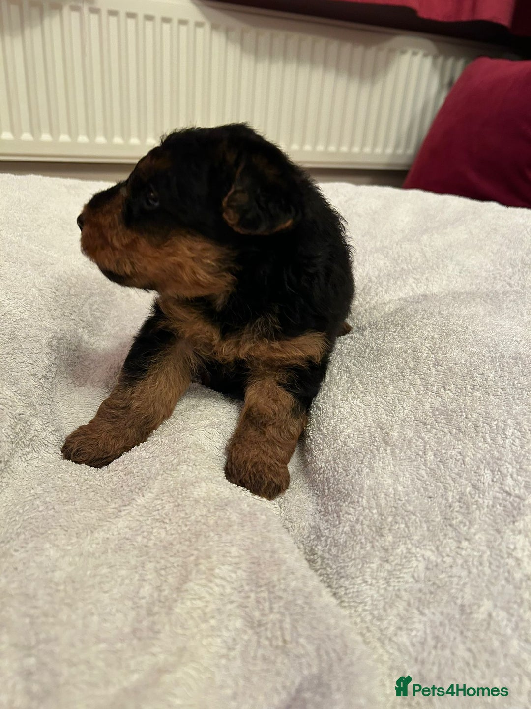 Welsh Terrier dogs for sale: Stunning Health Tested KC Reg Welshie Puppies - Advert 17