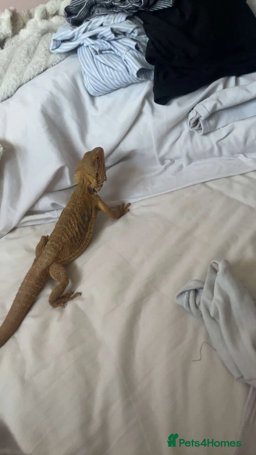Bearded Dragon reptiles for sale: Bearded Dragon For Sale with Tank - Advert 4