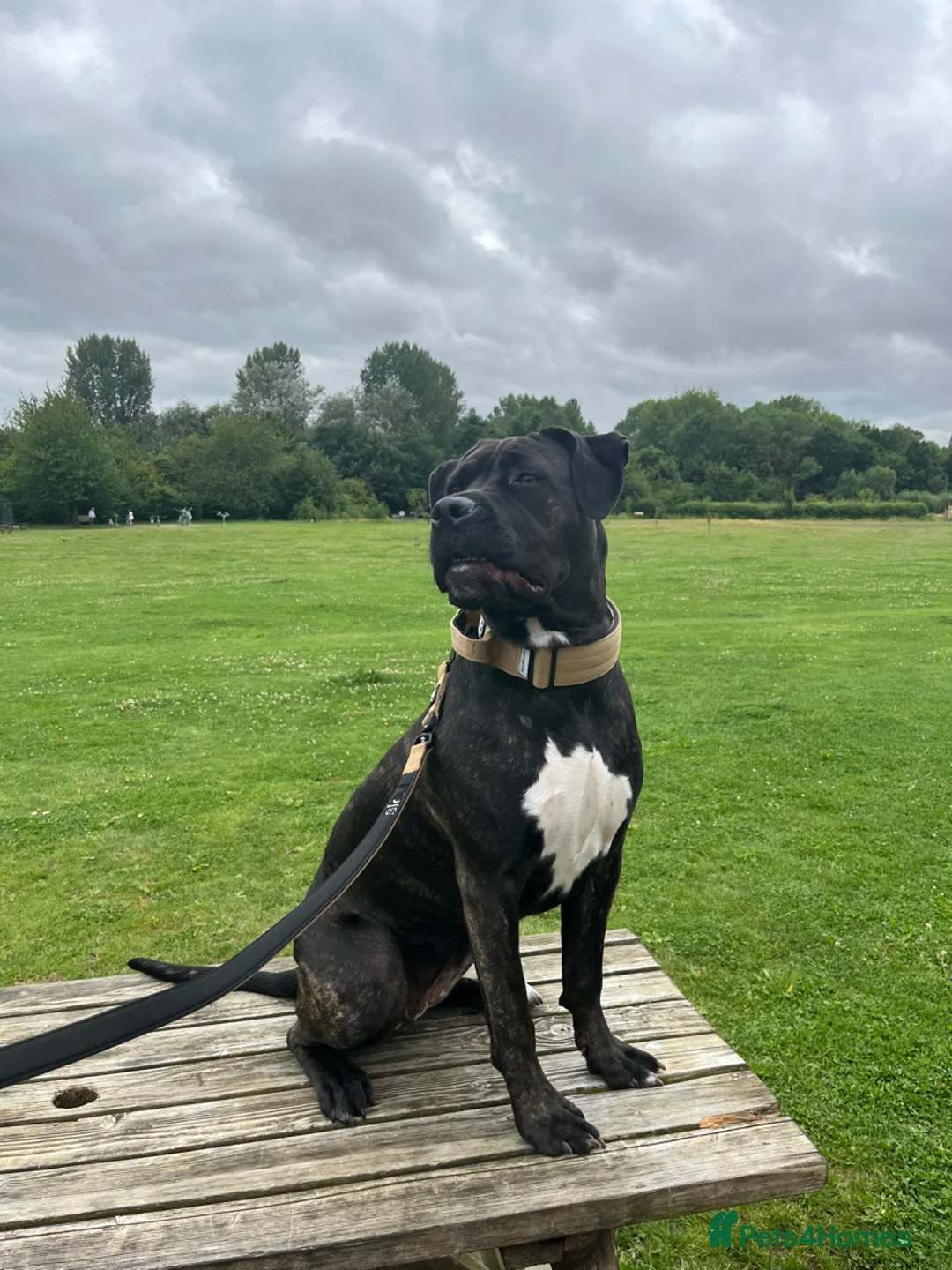 Mixed Breed dogs for sale: CaneCorso X Bully puppy’s  - Advert 15