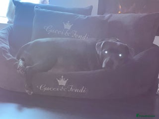 Staffordshire Bull Terrier dogs kC REGISTERED 5 STAR BLUE PUPPYS FOR SALE - Advert 1