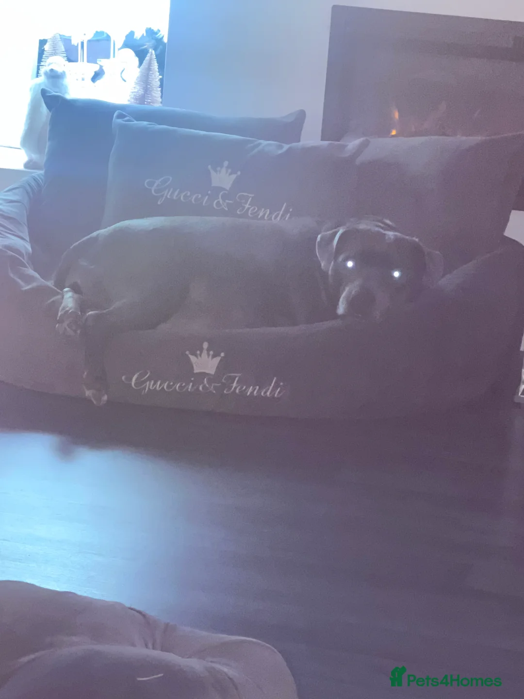 Staffordshire Bull Terrier dogs for sale: LAST BOY LEFT KC REGISTERED 5 STAR BLUE   - Advert 12