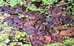 Live Bearers fish for sale: Floating cover plants for fry in Banbury - Image 2