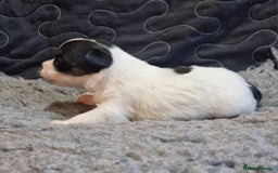 Jack Russell dogs for sale: kC Reg Jack Russell Pups, DNA Health Tested - Image 25
