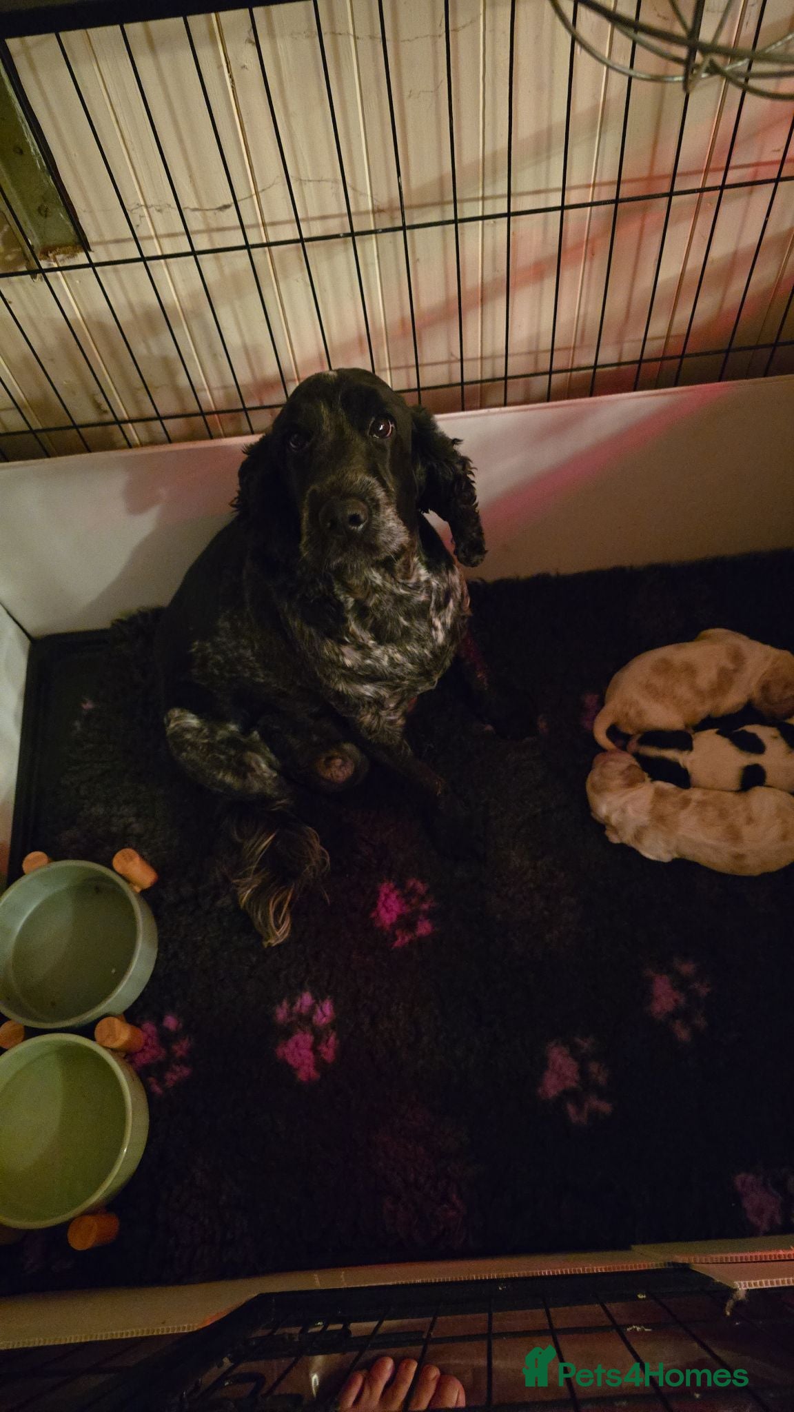 Cocker Spaniel dogs 3 Stunning kc reg Show Cockers - Advert 2
