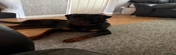 Rottweiler dogs for sale: MALE ROTTIE - Advert 2