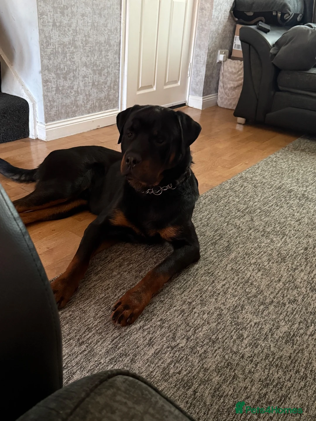 Rottweiler dogs for sale: MALE ROTTIE - Advert 2
